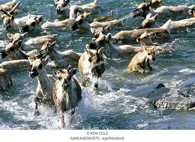 Migrating Caribou (Rangifer tarandus) NW Territories, Canada