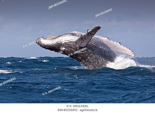 humpback whale (Megaptera novaeangliae), breaching Humpback Whale, South Africa, Indian Ocean, Wild Coast
