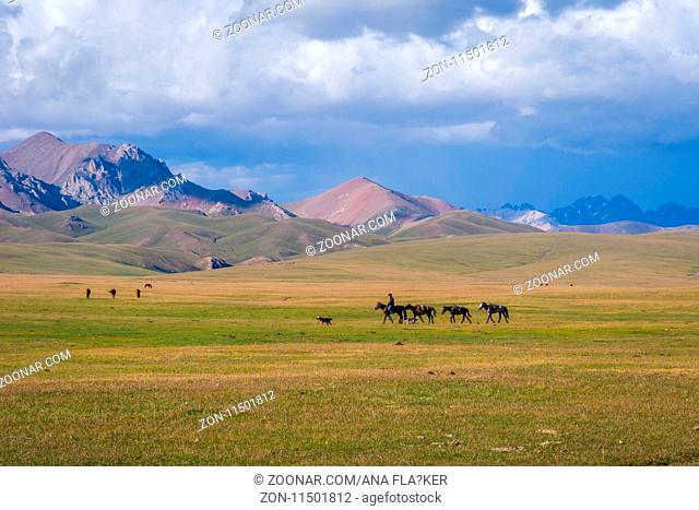 SONG KUL, KYRGYZSTAN - AUGUST 11: Man riding and guiding horses over scenic landscape of Song Kul lake. August 2016
