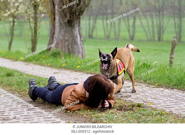Belgian Shepherd, Malinois. Adult dog working as search and rescue dog barking next to an injured person. Germany