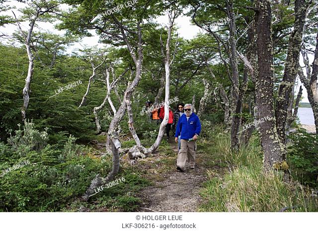 Group hiking through Patagonian forest at Reserva Nacional Laguna Parrillar, Near Punta Arenas, Magallanes y de la Antartica Chilena, Patagonia, Chile