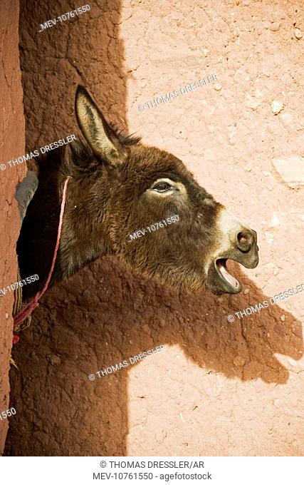 Braying Donkey at his stable at the world-famous kasbahs (= fortress) at Ait Benhaddou just south of the High Atlas