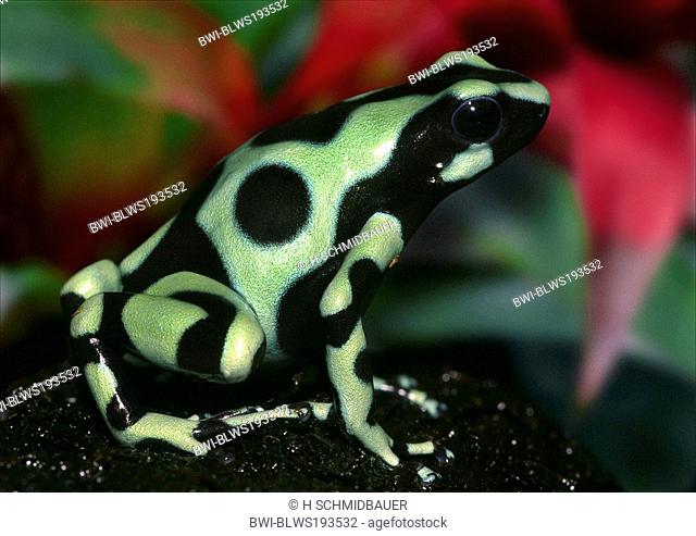 green & black poison-arrow frog, green & black poison frog Dendrobates auratus, single individual