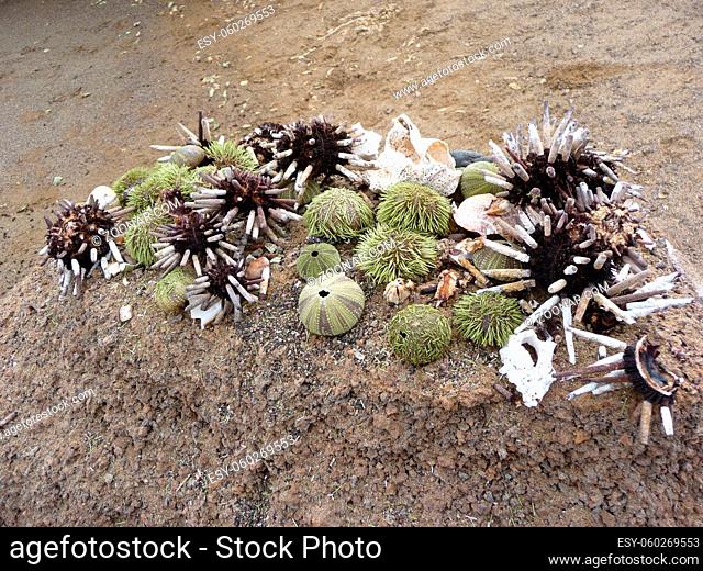 Sea urchins on beach, Galapagos Islands with copy space. High quality photo