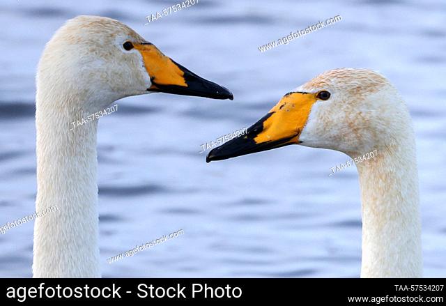 RUSSIA, ALTAI REGION - FEBRUARY 24, 2023: Swans are pictured on Lake Svetloye (Lebedinoye) in the Lebediny Nature Reserve