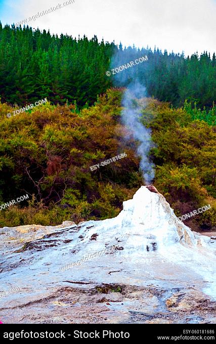 Volcanic vapor. The beginning of a daily eruption. The world famous Lady Knox geyser.The Waimangu Volcanic Rift Valley, North Island, New Zealand