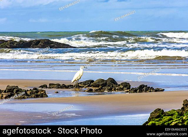 White egret perched on the beach with waves and rocks in Serra Grande on the south coast of the state of Bahia