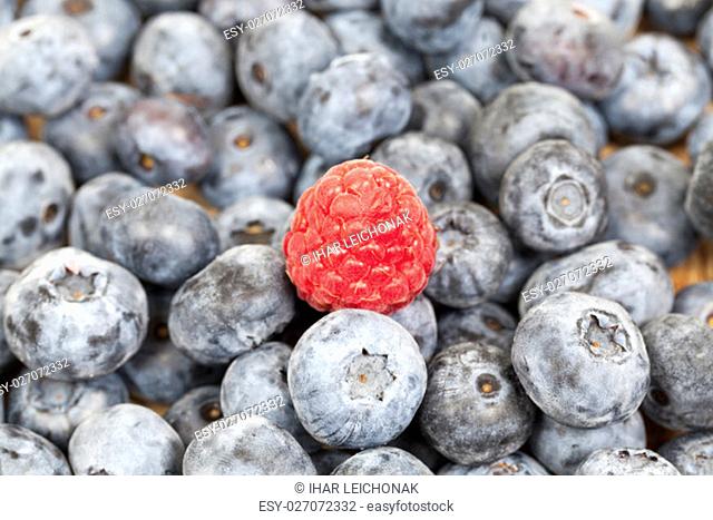 large ripe blueberries, lying in a heap after harvest. Photo taken closeup. on berries is a red raspberry