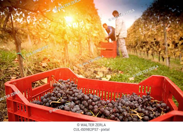 Workers harvesting red grapes of Nebbiolo, Barolo, Langhe, Cuneo, Piedmont, Italy
