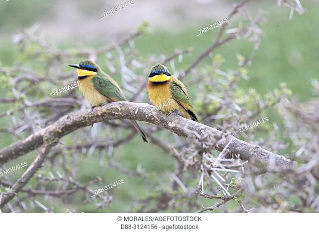 Africa, Ethiopia, Rift Valley, Ziway lake, Llittle bee-eater (Merops pusillus), Pair perched on a branch