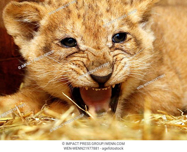 40 days old and still unnamed 3 Lion cubs are revealed at the Zoo in the Black sea town of Varna, north-east of the Bulgarian capital Sofia