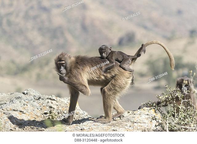 Africa, Ethiopia, Rift Valley, Debre Libanos, Gelada or Gelada baboon (Theropithecus gelada), adult female with a baby