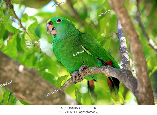 Yellow-naped Parrot or Yellow-naped Amazon (Amazona auropalliata), adult on a tree, Roatan, Honduras, Caribbean, Central America, Latin America