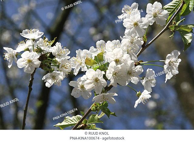 Gean, Wild Cherry Prunus avium - Bekendelle, Winterswijk, Achterhoek, Guelders, The Netherlands, Holland, Europe