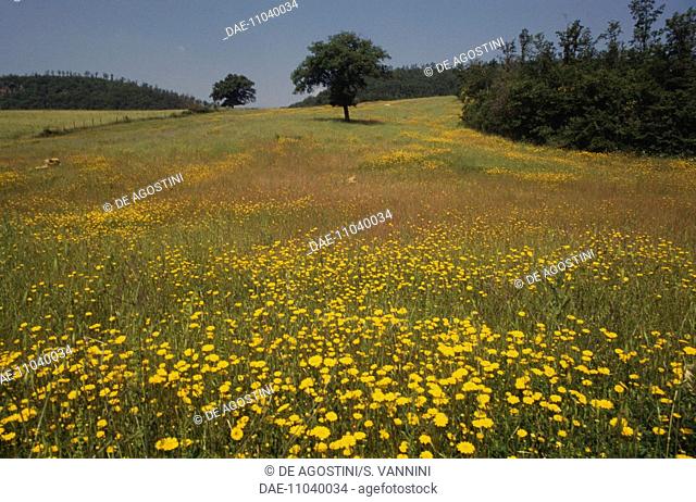 Flower-filled meadows and trees in the Fiora river valley, Lazio, Italy