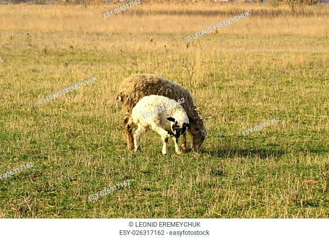 Sheep in the pasture. Grazing sheep herd in the spring field near the village. Sheep of different breeds