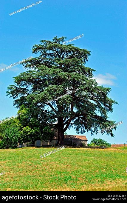 Cedrus libani Cyprus cedar, Cedars, Cedrus, Cedar, Pinaceae, Himalayan cedar, Cedrus deodara, Himalayan cedar, Seed plants, Coniferopsida, Conifers, Coniferales
