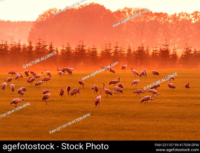 04 November 2022, Mecklenburg-Western Pomerania, Mirow: 04.11.2022, Mirow. Cranes (Grus grus), standing in the last light of the autumn sun on a meadow near...