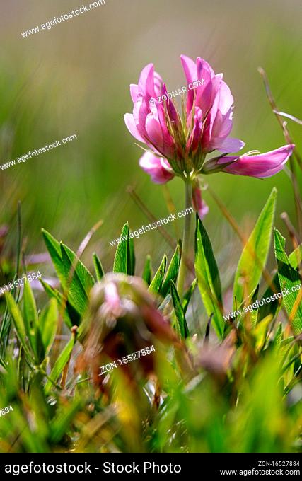 Alpine Clover (Trifolium alpinum) growing wild in the Dolomites