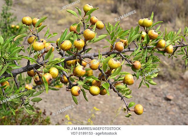 Mediterranean wild pear (Pyrus spinosa or Pyrus amygdaliformis) is a deciduous tree native to north Mediterranean Basin, from Spain to Turkey
