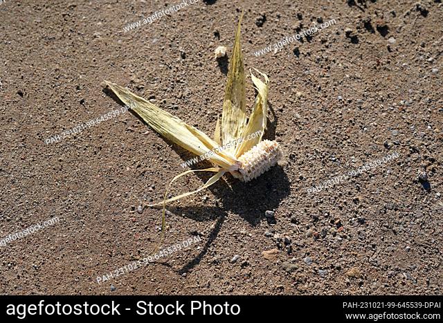 PRODUCTION - 18 October 2023, Schleswig-Holstein, Dissau: A corn cob lies on a dirt road next to a cornfield during harvest