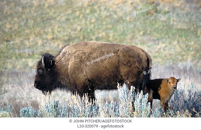 Bison (Bison bison) and calf. Theodore Roosevelt National Park, North Dakota. USA