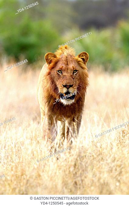 African lion Panthera leo - Male, after eat, Kruger National Park, South Africa