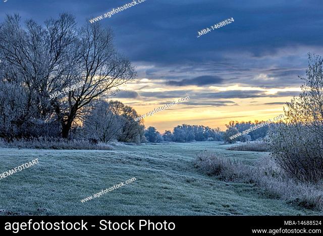 A winter morning with hoarfrost in the Elbe foreland of Lower Saxony Elbtalaue near Bleckede/Brackede