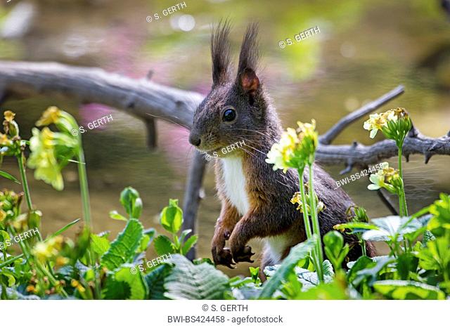 European red squirrel, Eurasian red squirrel (Sciurus vulgaris), on the feed between cowslips, Switzerland, Sankt Gallen