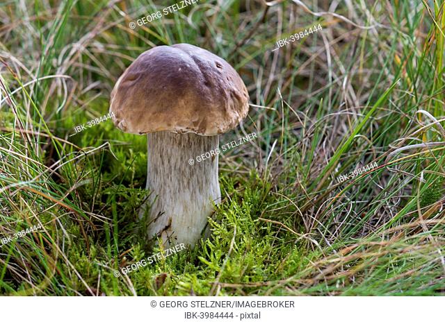 Porcini Mushroom (Boletus edulis), forest, Henne, Region of Southern Denmark, Denmark