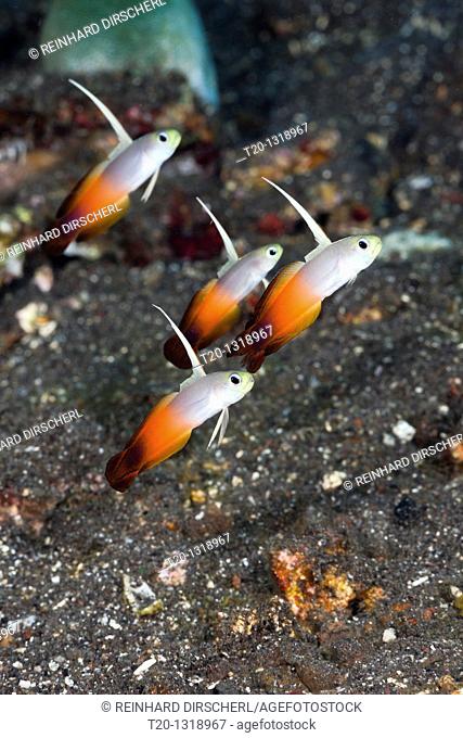 Group of Fire Dartfish, Nemateleotris magnifica, Alam Batu, Bali, Indonesia