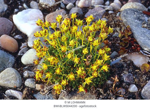 yellow saxifrage, yellow mountain saxifrage, evergreen saxifrage Saxifraga aizoides, between gravel, Greenland, East Greenland, Kong Oscar Fjord, Tunu