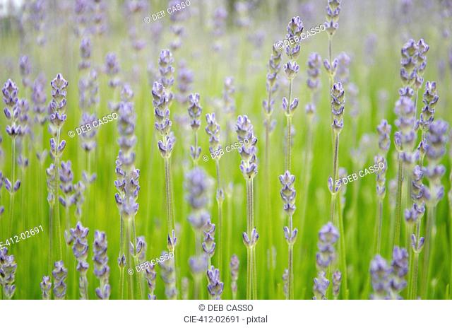 Close up of lavender growing in field