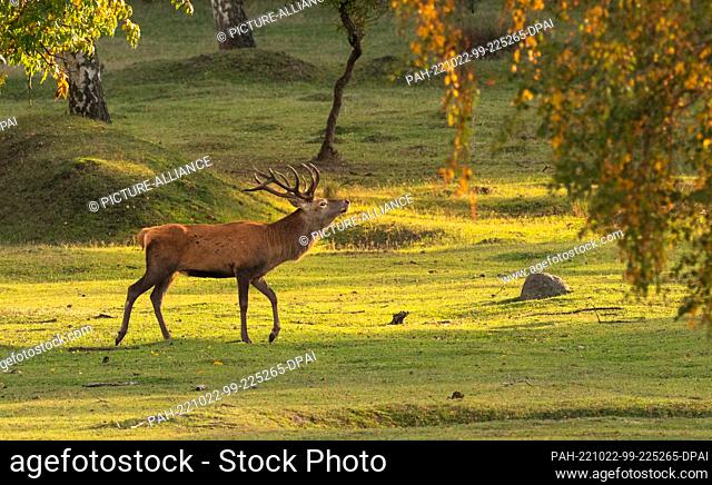 16 October 2022, Brandenburg, Trebbin: 16.10.2022, Trebbin. A red deer (Cervus elaphus) walks in the game reserve Glauer Tal