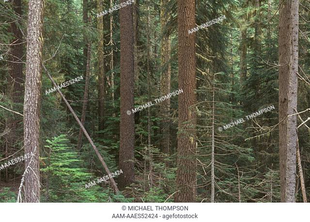 Old Growth Forest of Douglas & White Fir, Mnt. Hemlock, Central Oregon Cascades