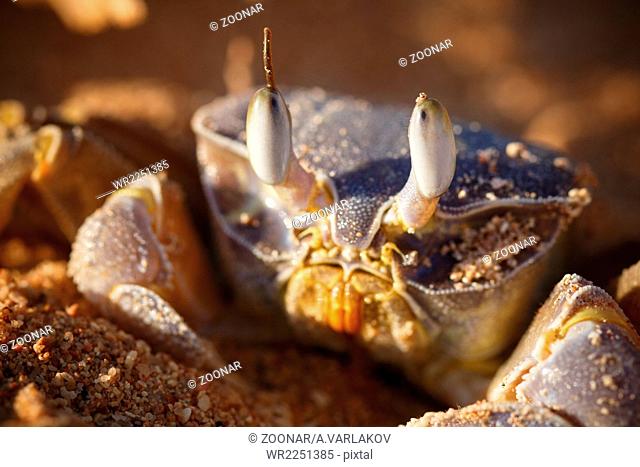 Red Sea ghost crab, Ocypode saratan