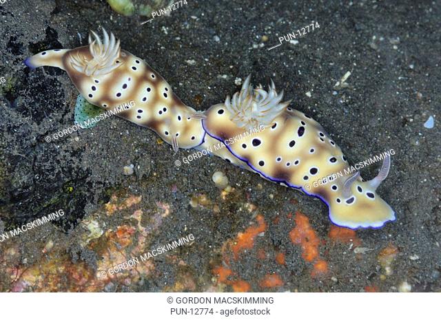Two sea slugs Risbecia tryoni are travelling across the seabed in tandem This behaviour has been dubbed tailgating and is a frequently encountered...