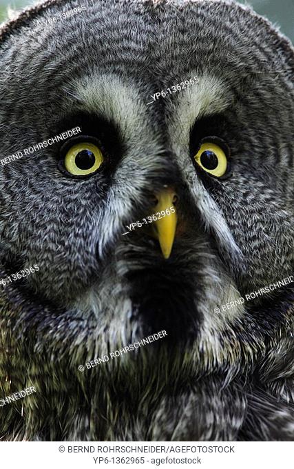 portrait of a Great Grey Owl Strix nebulosa, Ranua Zoo, Finland