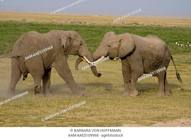 Bull elephants (Loxodonta africana) fighting. Amboseli National Park, Kenya
