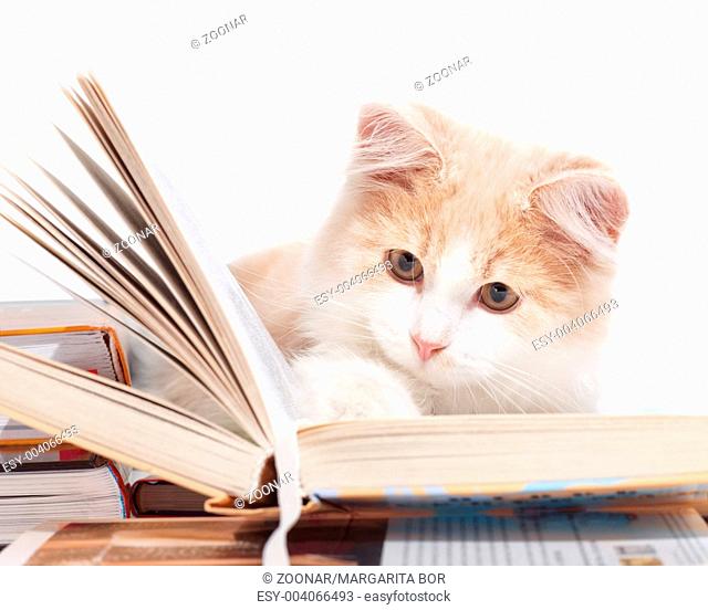 Little cat read a book