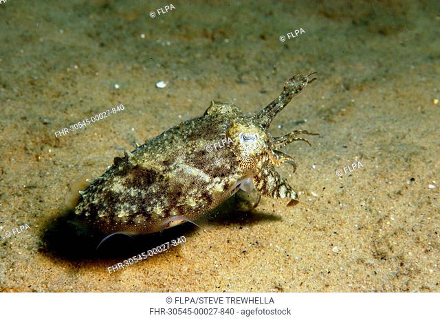 Common Cuttlefish (Sepia officinalis) juvenile, swimming over sandy seabed, Studland Bay, Isle of Purbeck, Dorset, England, September