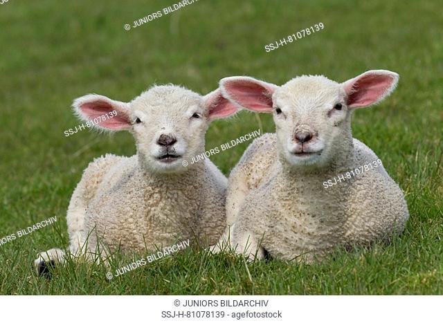 Domestic Sheep. Two lambs lying on a meadow. Germany