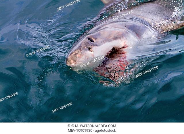 Great White Shark - attracted with food - near surface (Carcharodon carcharias). Gansbaii, Dyer Island, South Africa