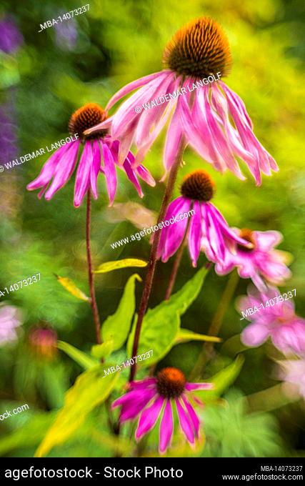 purple coneflower in the garden, echinacea purpurea, close-up, blurred floral background, abstract circular bokeh