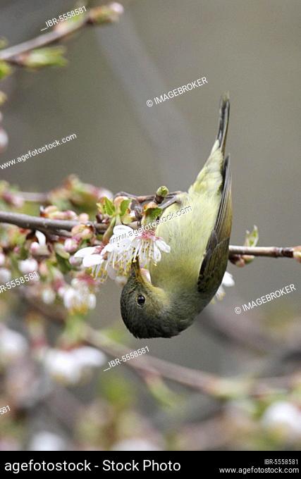 Gould's Sunbird, Gould's Sunbird, Gould's Sunbirds, nectar birds, songbirds, animals, birds, Gould's Sunbird (Aethopyga gouldiae) adult female