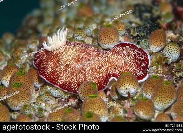 Goniobranchus reticulatus (Chromodoris reticulata), nudibranch, Opisthobranchia crawls between green urn sea squirt (Didemnum molle), red, Banda Sea