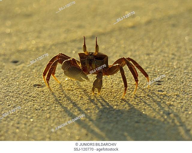 ghost crab / sand crab / Ocypode quadrata