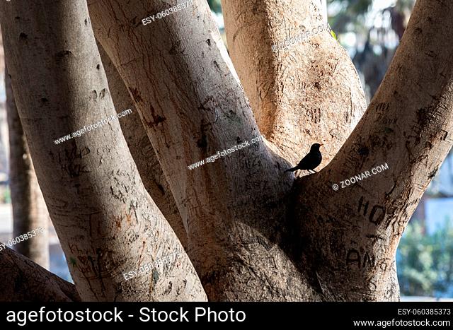 Common blackbird, Turdus merula, sitting in a big tree in a park in Puerto Rico, Gran Canaria in Spain