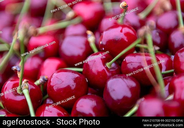 24 June 2021, Saxony-Anhalt, Aseleben: In a plantation, in the fruit yard Am Süßen See, stands Stiege with sweet cherries
