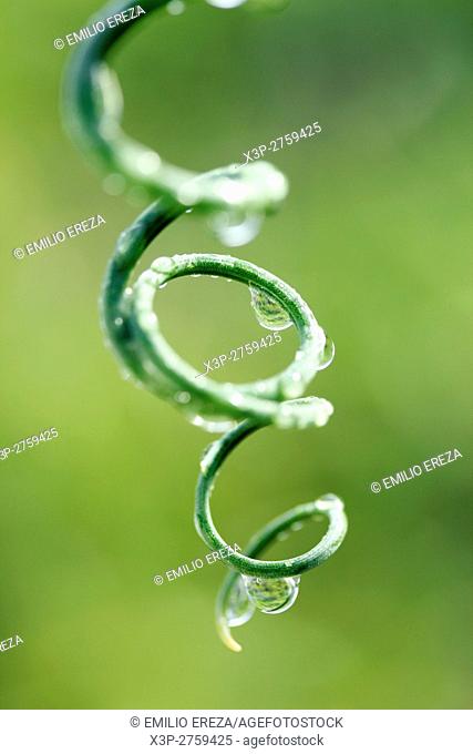 Tendril with droplets